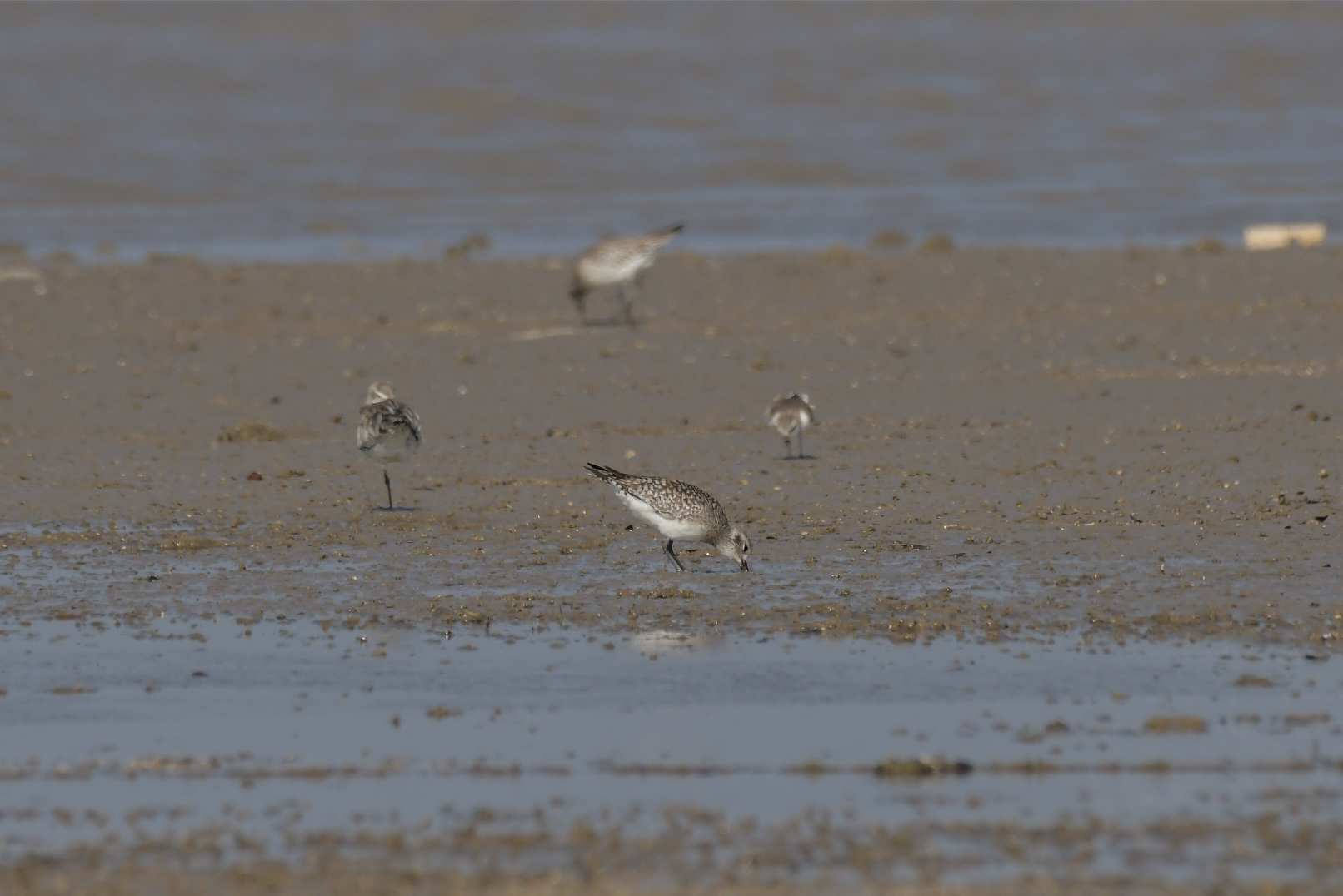 Birds